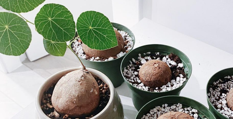 Stephania Erecta Care Guide - How to Take Your Plant from “Potato” to Perfection