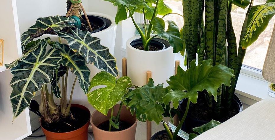 Alocasia Polly: A Care Guide for the African Mask Plant