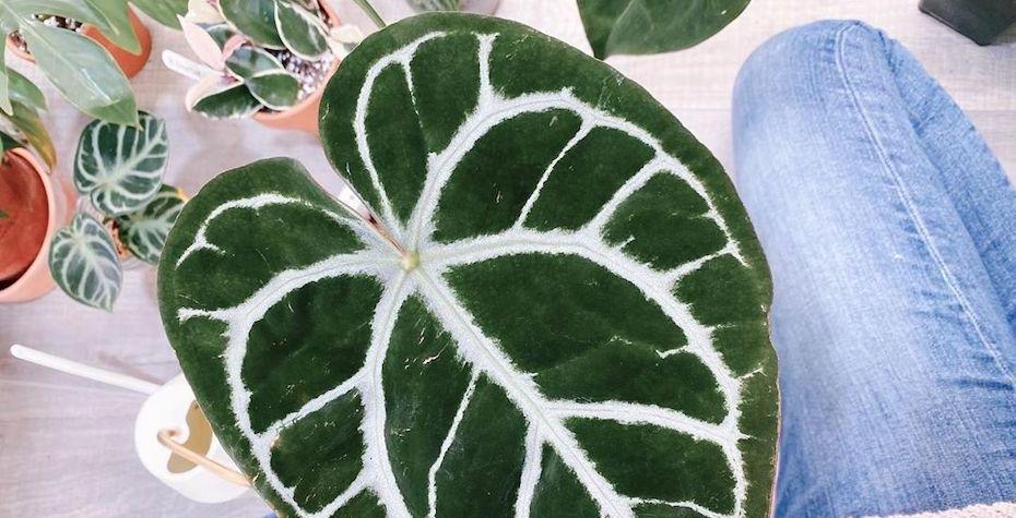 Anthurium Crystallinum Care Guide - Tips for Optimal Growth
