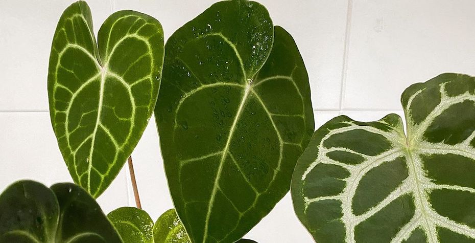 Anthurium Care Guide - Tips & Mistakes to Avoid