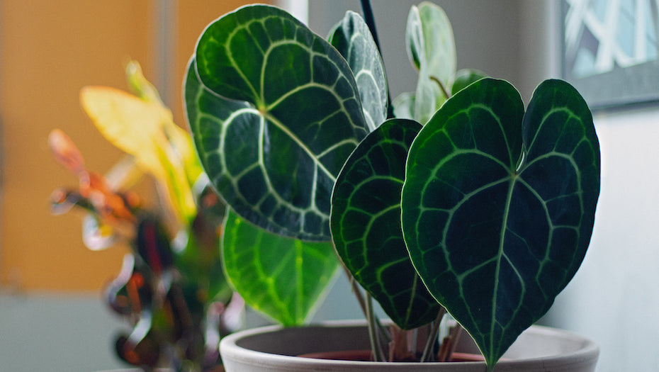 Anthurium Clarinervium 101 - Complete Care Guide – Rooted Hues