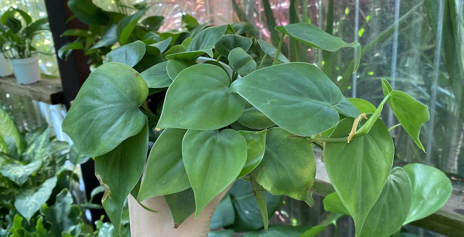 Heartleaf Philodendron Care 101 - Tips & Mistakes to Avoid