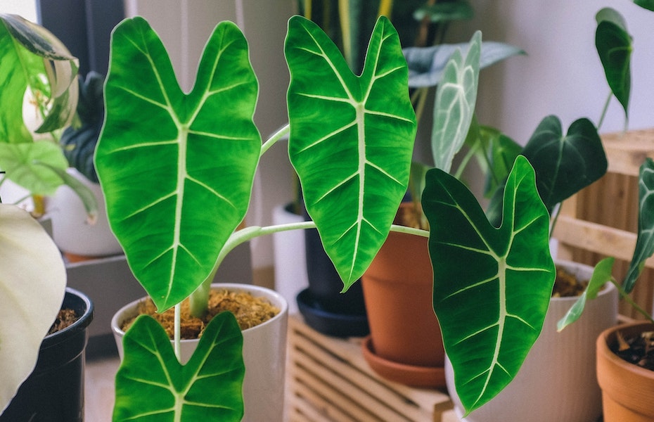 9 Velvety Houseplants to Make You Feel All Warm and Fuzzy Inside