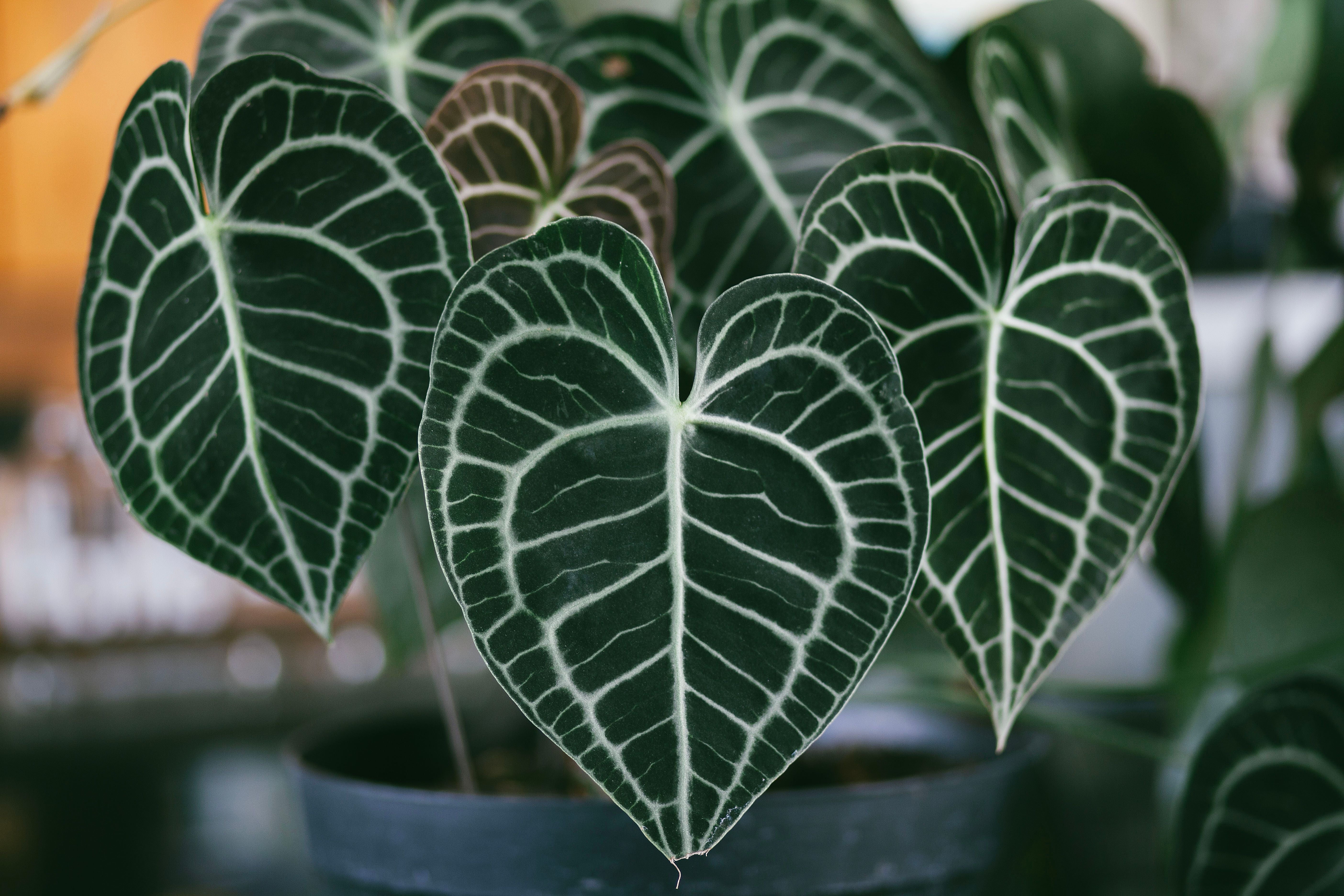 9 Velvety Houseplants to Make You Feel All Warm and Fuzzy Inside