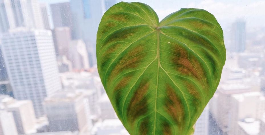 Philodendron Verrucosum 101 - Complete Care Guide