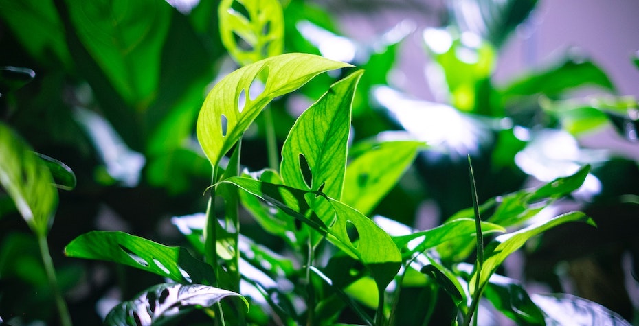 Monstera Adansonii Care Guide - Tips for Optimal Growth