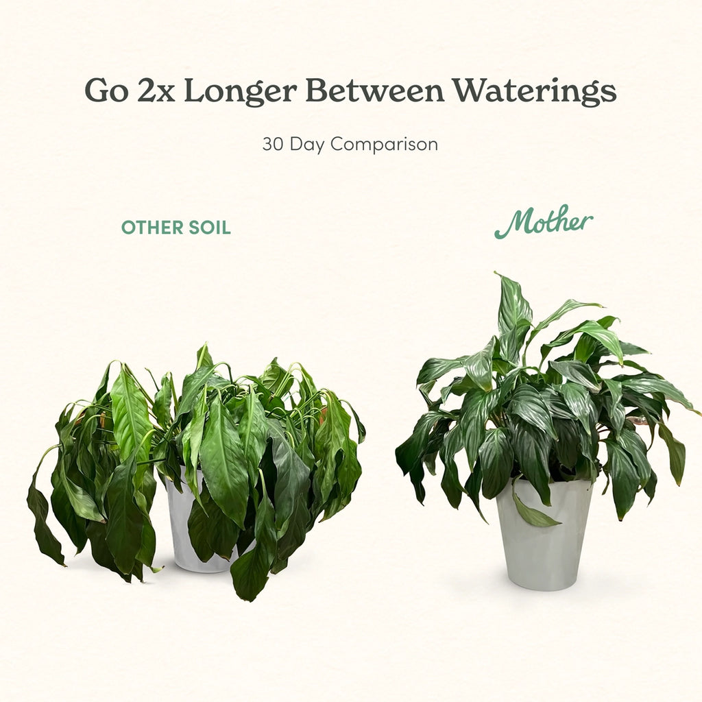 Mother Soil - Probiotic Living Biochar Potting Mix for Tropicals & Aroids