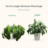 Mother Soil - Probiotic Living Biochar Potting Mix for Tropicals & Aroids