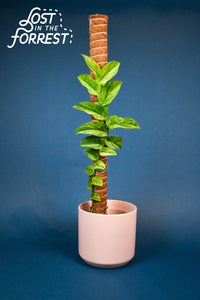 Stackable Coir Moss Pole from Lost in the Forrest