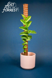 Stackable Coir Moss Pole from Lost in the Forrest