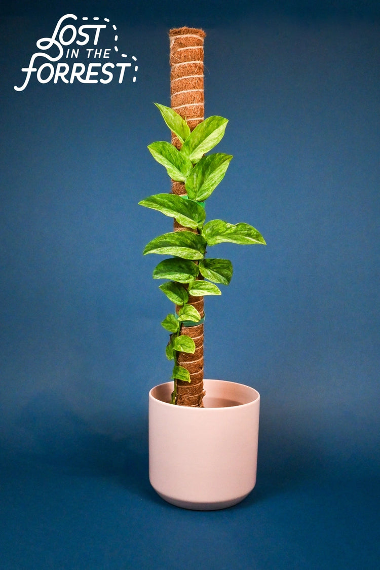 Plant Supplies & Accessories