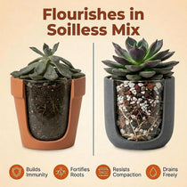 Molly's Succulent & Cactus Mix - Ultra Gritty Blend for Fast Drainage & Airflow