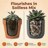 Molly's Succulent & Cactus Mix - Ultra Gritty Blend for Fast Drainage & Airflow