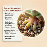 Molly's Succulent & Cactus Mix - Ultra Gritty Blend for Fast Drainage & Airflow