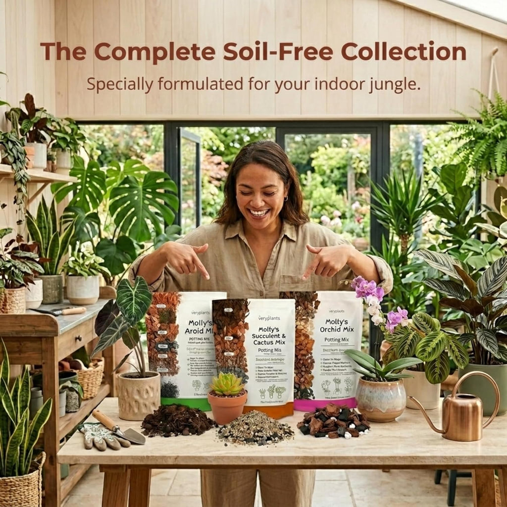 Molly's Succulent & Cactus Mix - Ultra Gritty Blend for Fast Drainage & Airflow