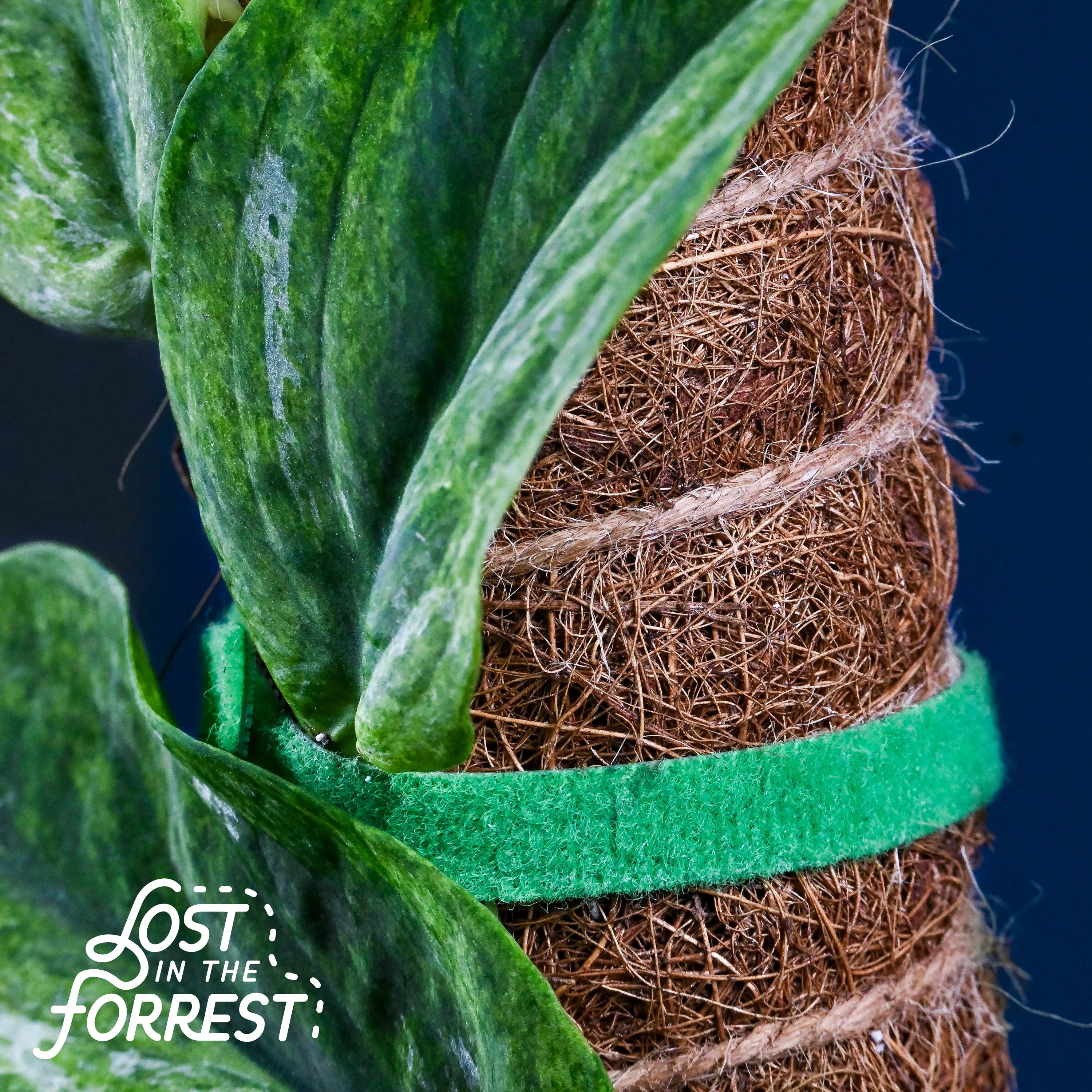 Reusable Plant Tape for Moss Poles & Climbing Plants Secondary image