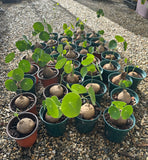 Stephania Erecta