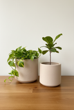 Luciana Pot - Ceramic Dusty Pink Planter with Brushed Finish