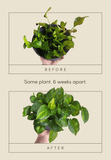 Mother Soil - Probiotic Living Biochar Potting Mix for Tropicals & Aroids