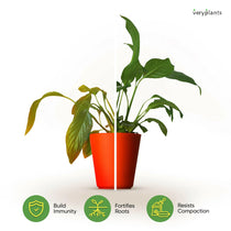 Molly's Aroid Mix - Chunky Soilless Potting Blend from Veryplants