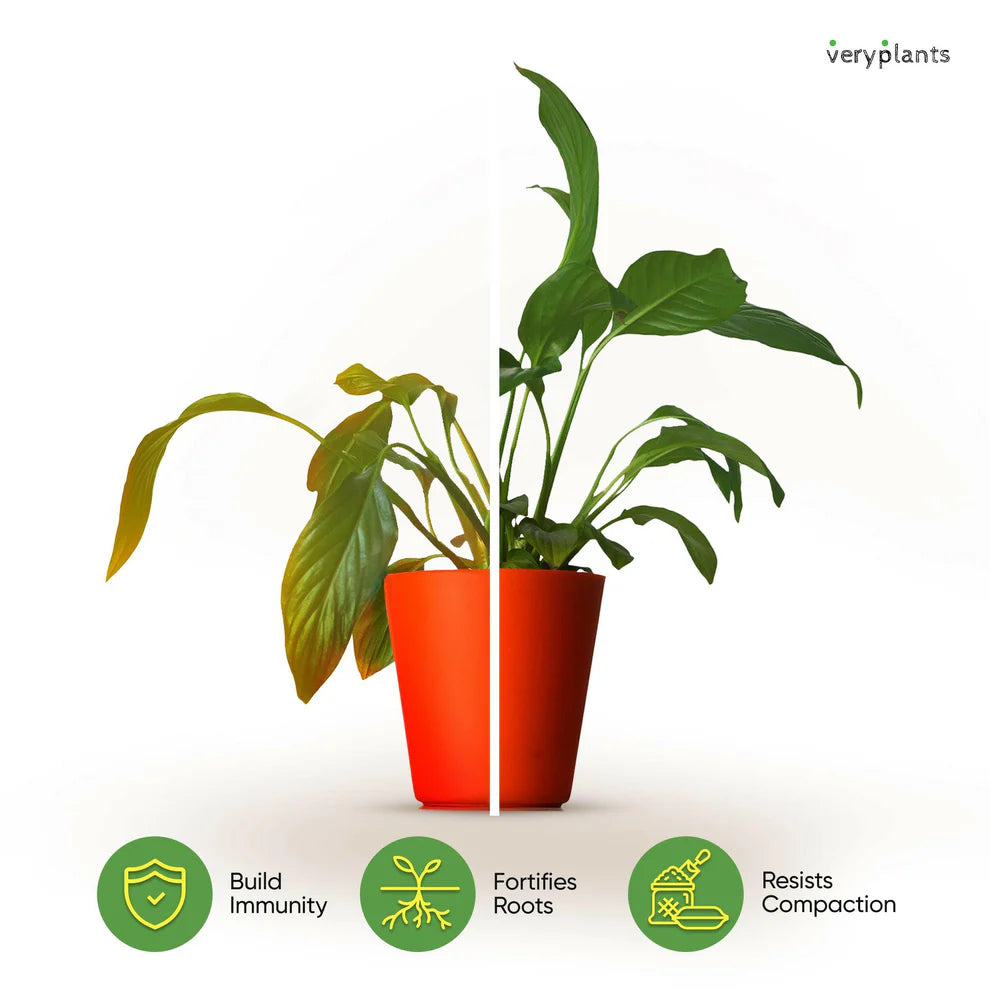 Molly's Aroid Mix - Chunky Soilless Potting Blend from Veryplants
