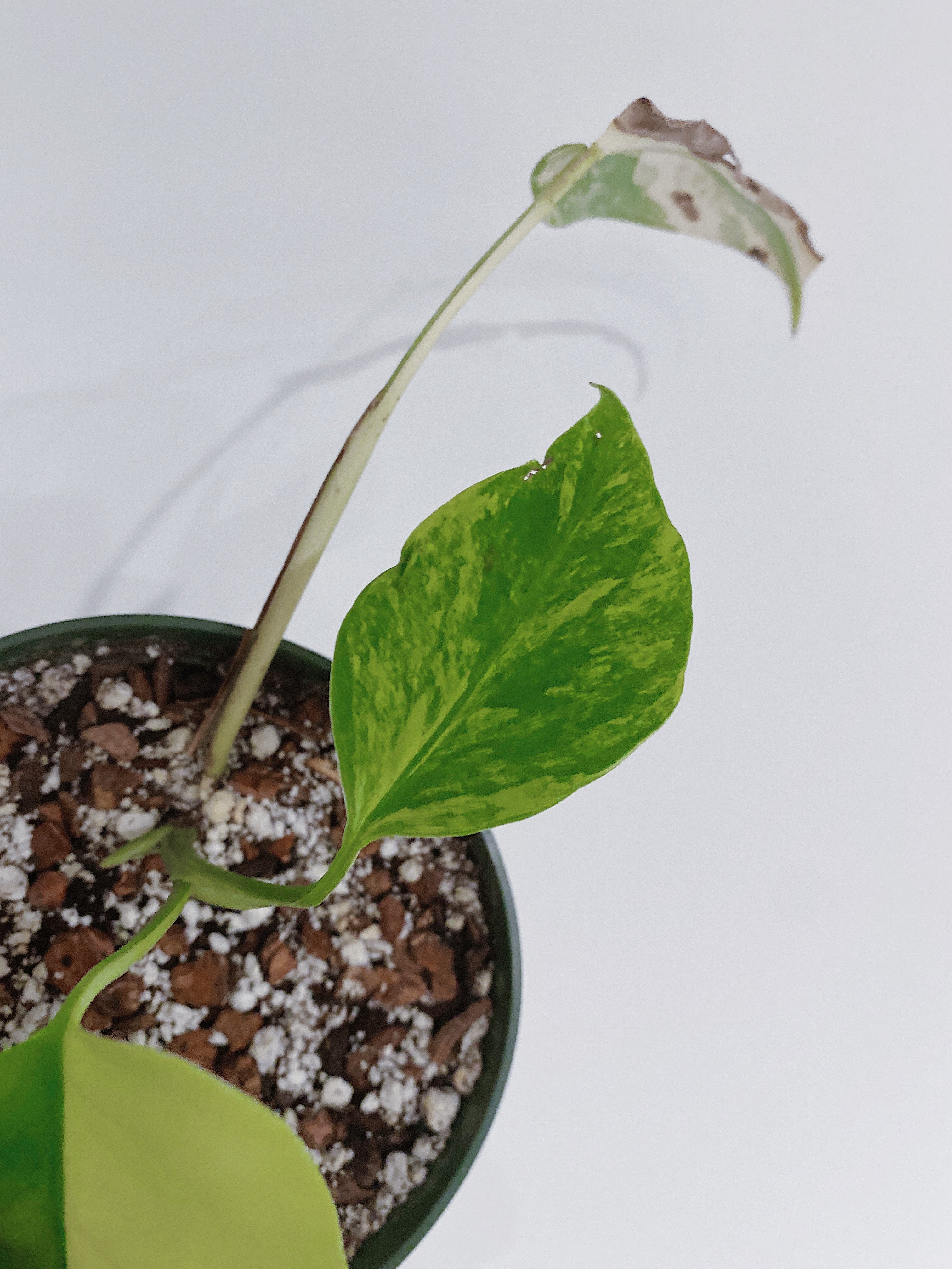 Monstera Aurea Secondary image