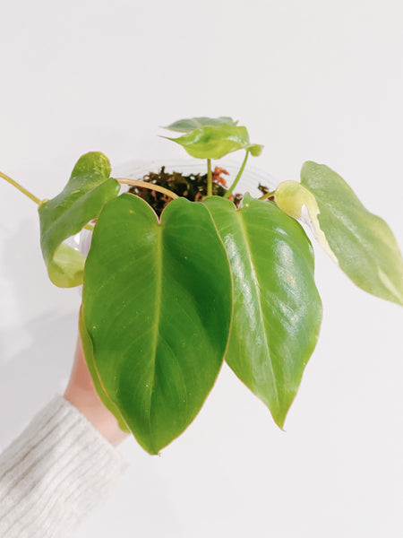 philodendron burle marx variegated reverted Philodendron Burle Marx Reverted (US Seller) – Rooted Hues