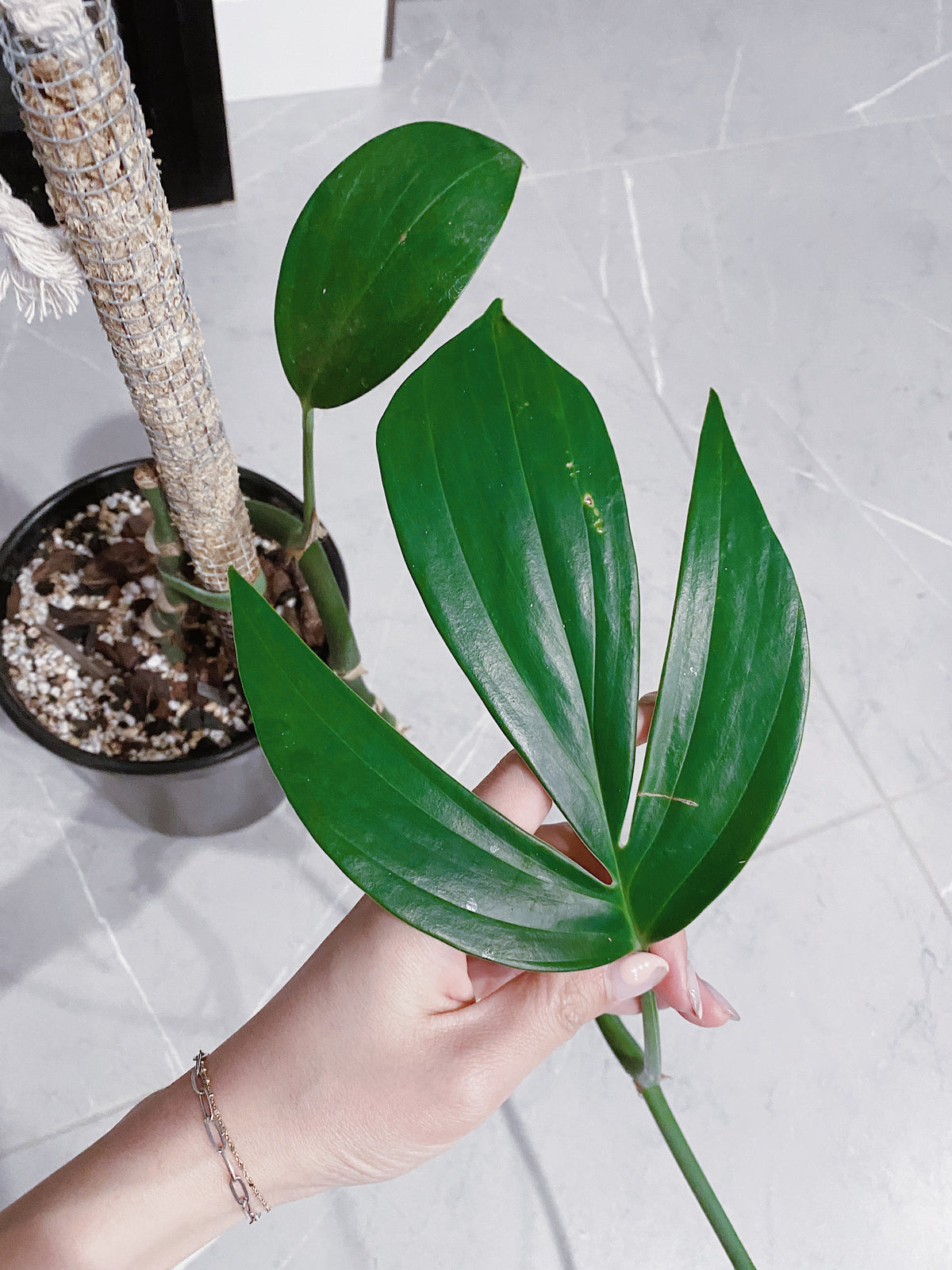 Rhaphidophora Decursiva Main image