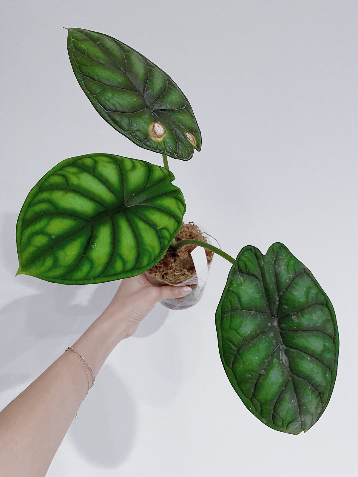 Alocasia Dragon Scale Main image