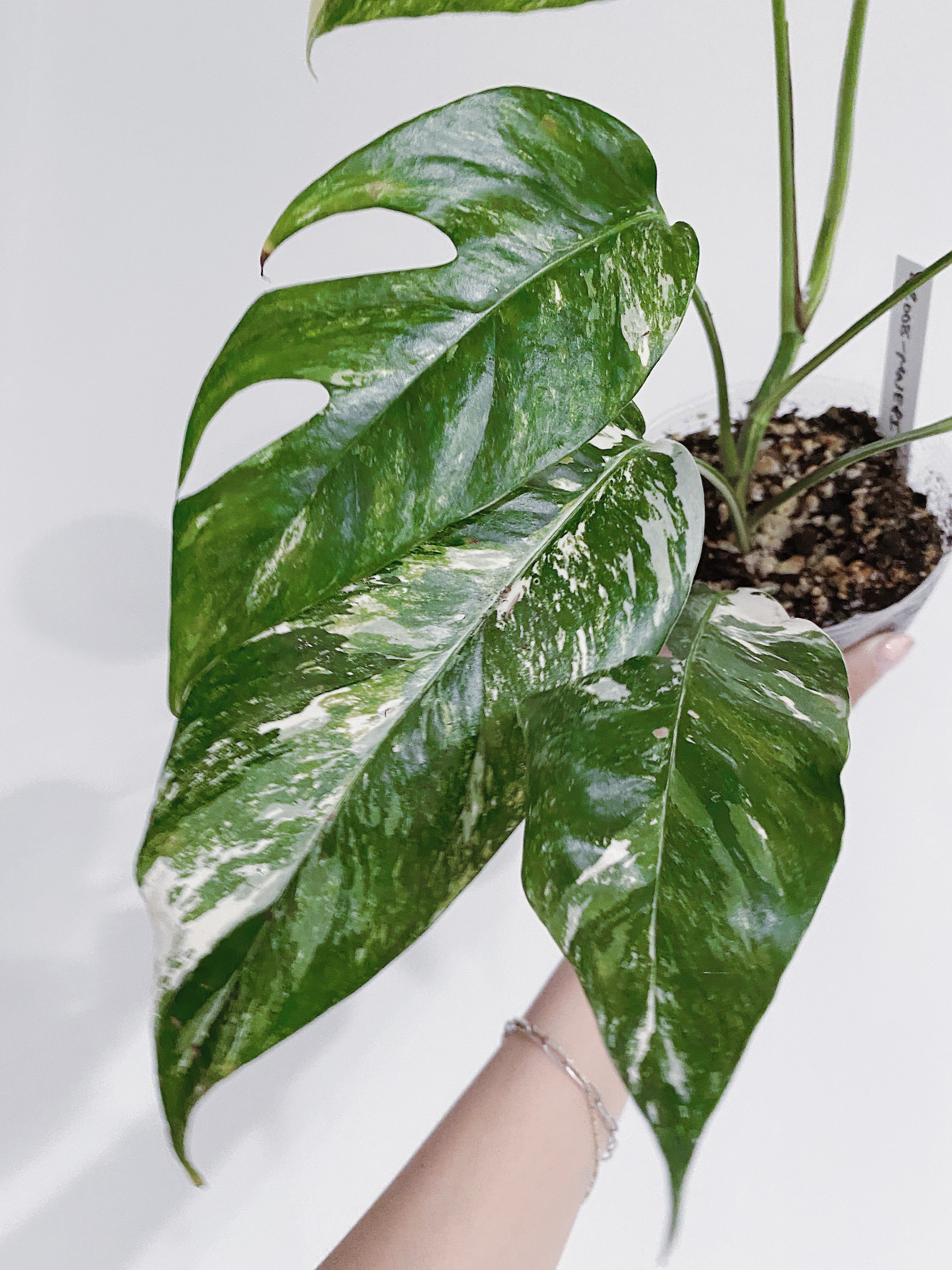 Epipremnum Pinnatum Variegated Secondary image
