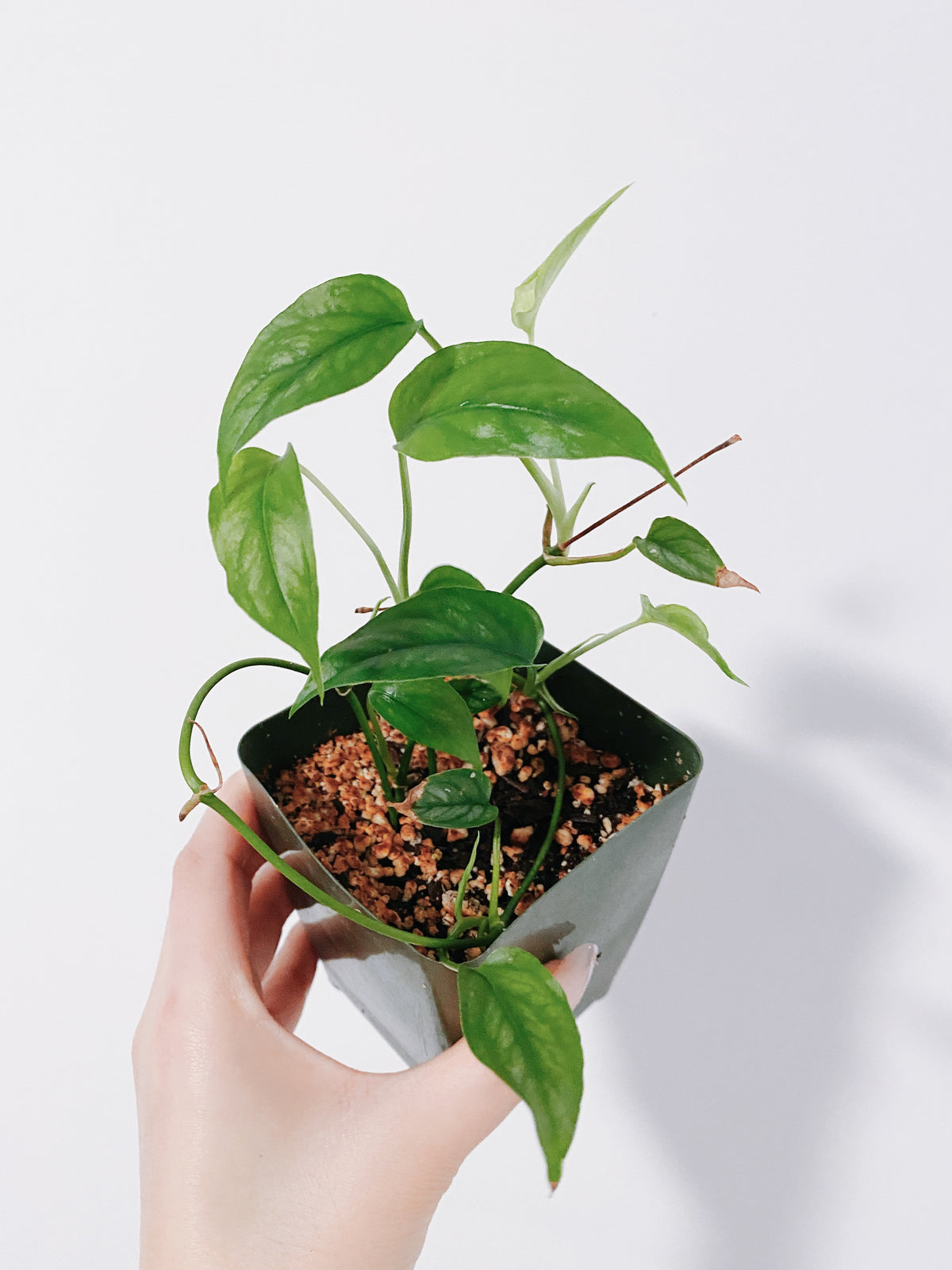 Monstera Siltepecana Main image