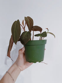 Philodendron Micans