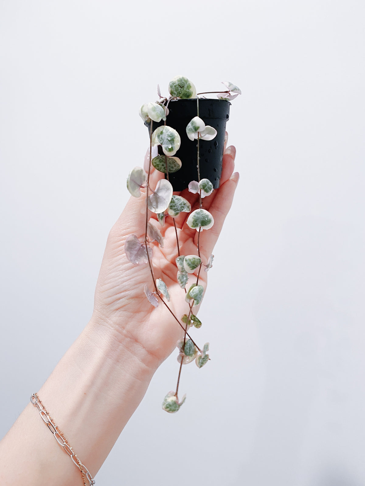 Variegated String of Hearts - 3 Strands Main image