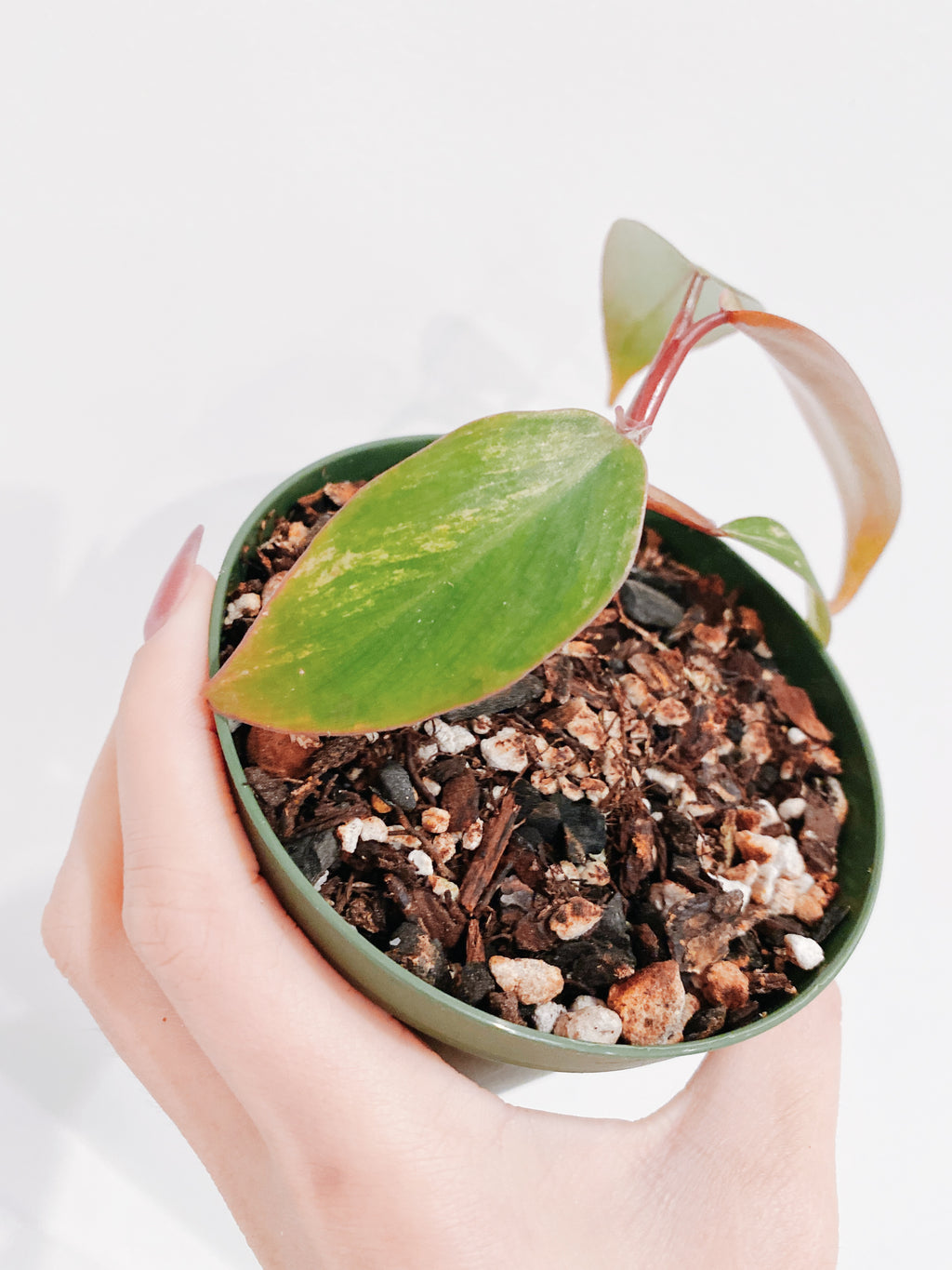 Philodendron Strawberry Shake