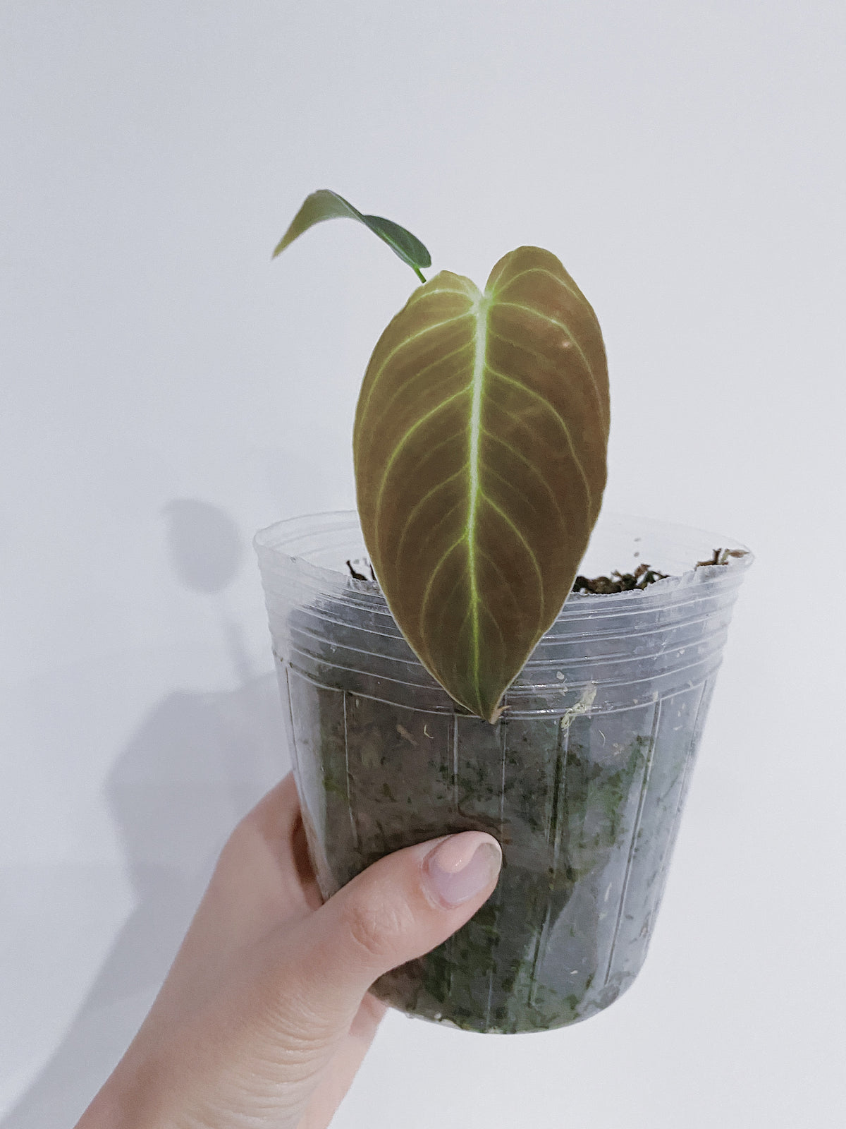 Philodendron Melanochrysum Main image