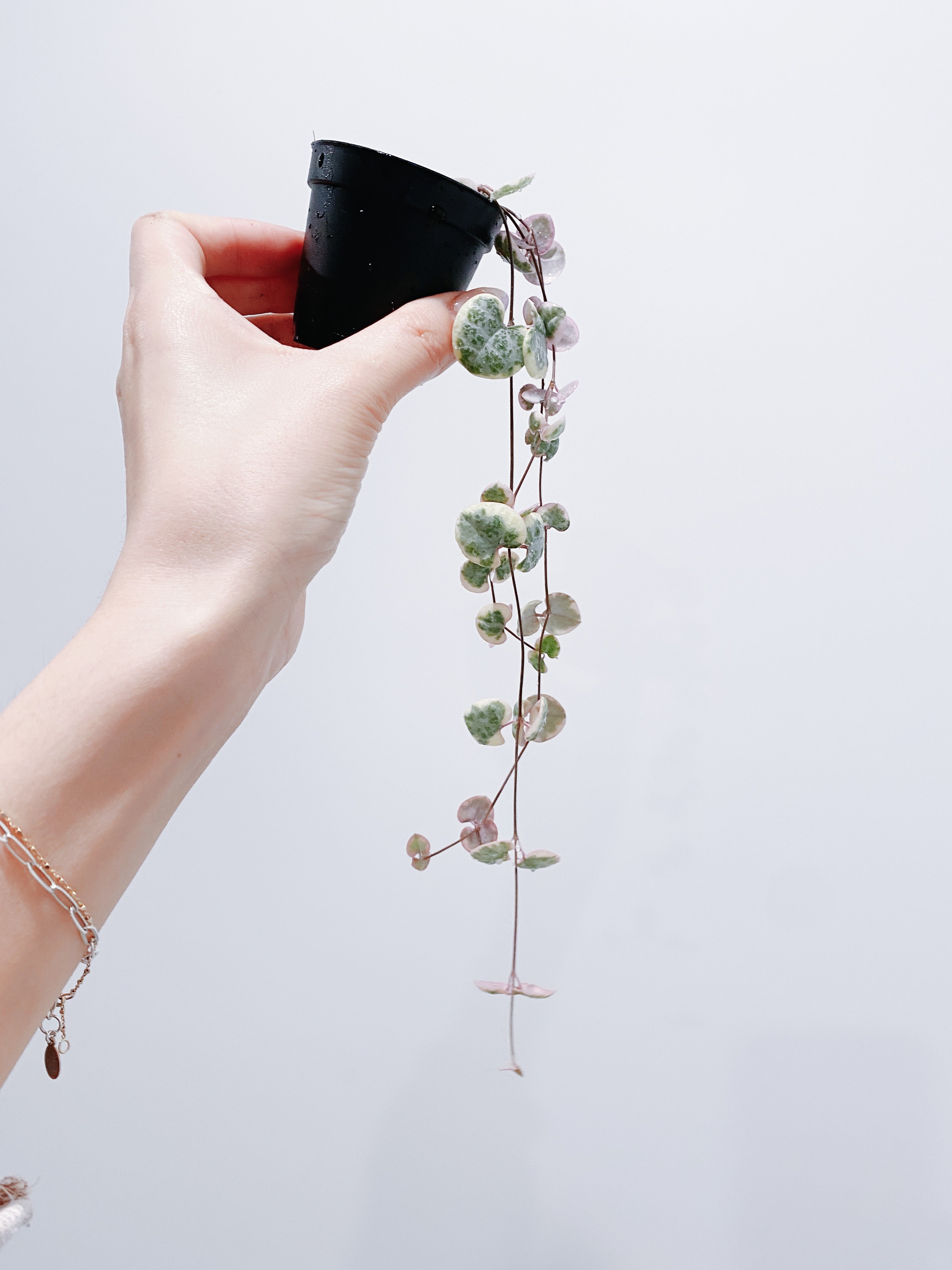 Variegated String of Hearts - 3 Strands Secondary image