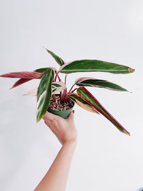 Stromanthe Triostar