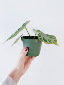 Anthurium Silver Blush