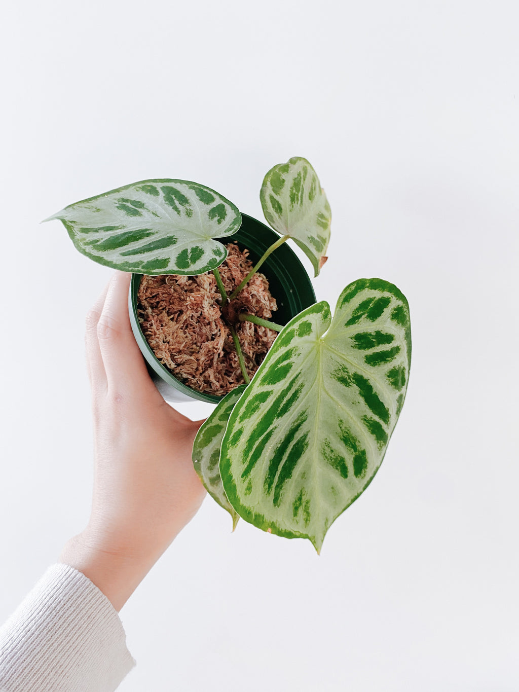 Anthurium Silver Blush