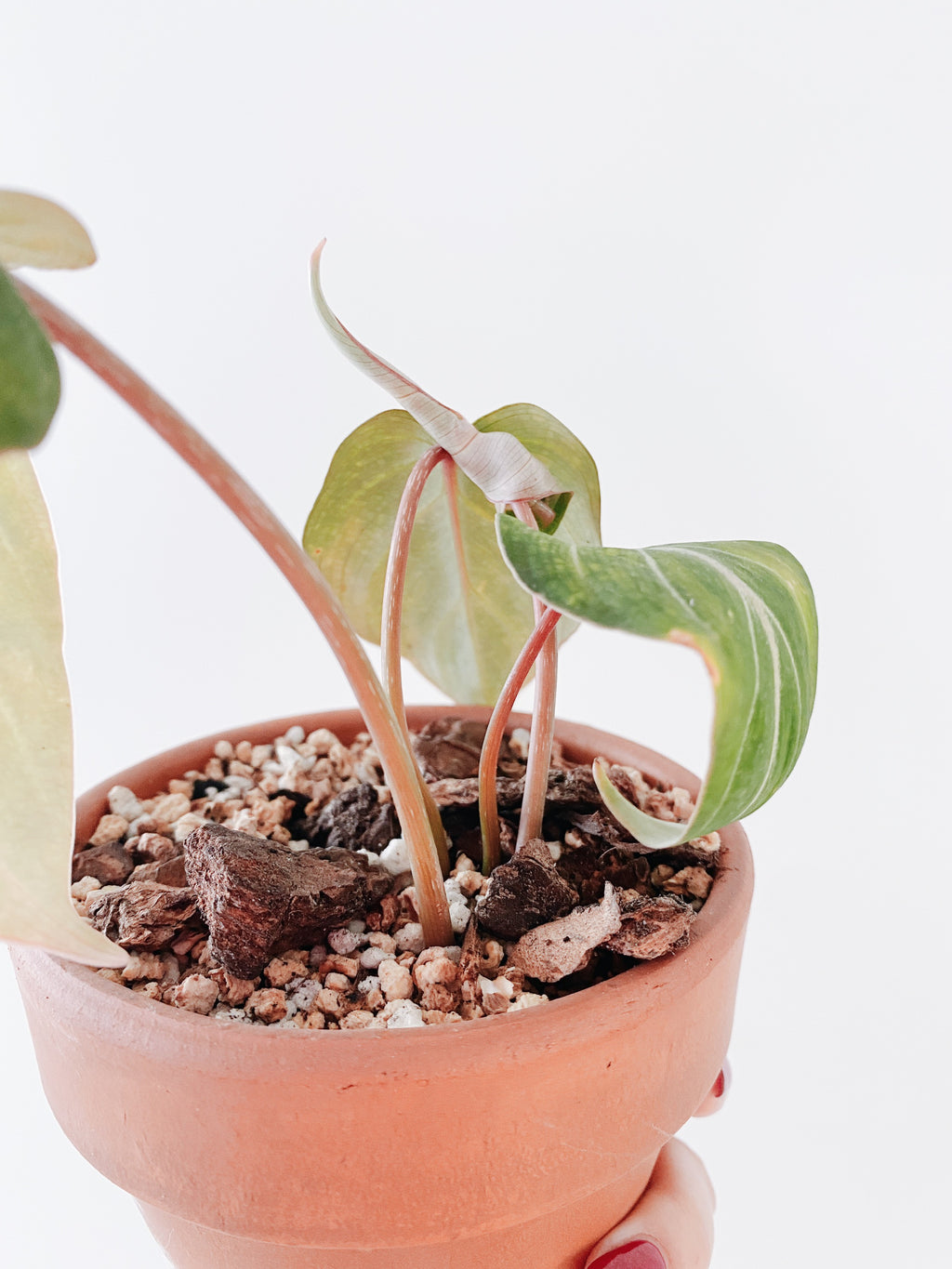 Philodendron Gloriosum