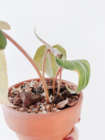 Philodendron Gloriosum