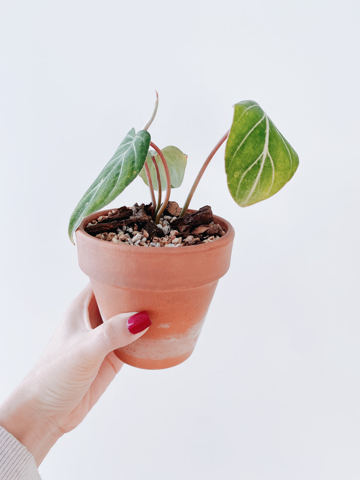 Philodendron Gloriosum