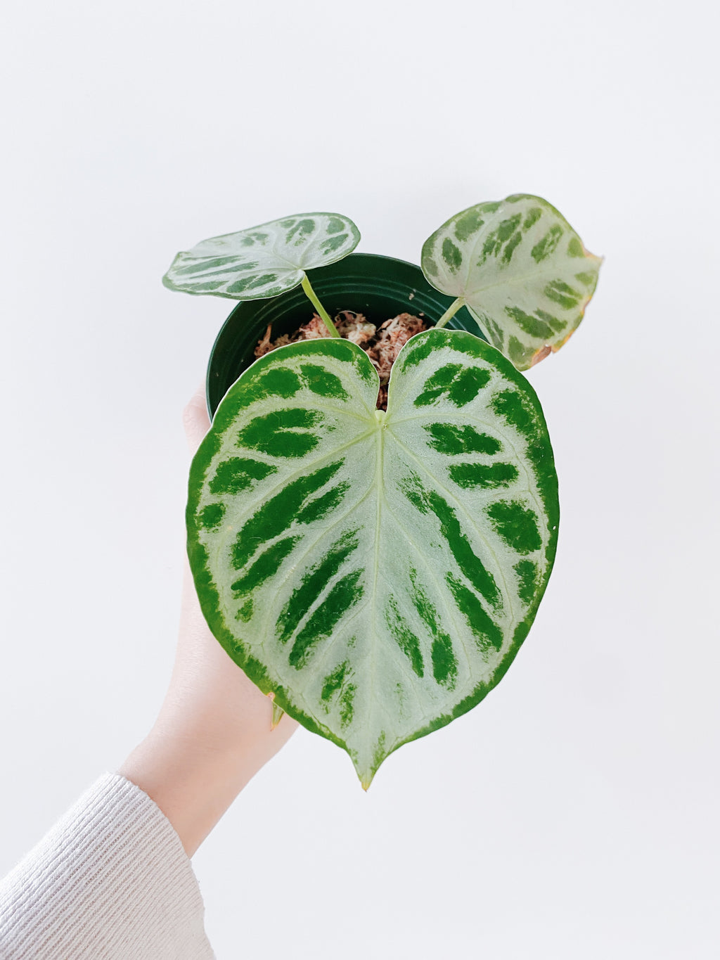 Anthurium Silver Blush