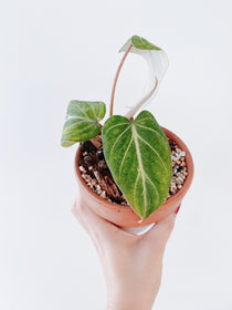 Philodendron Gloriosum