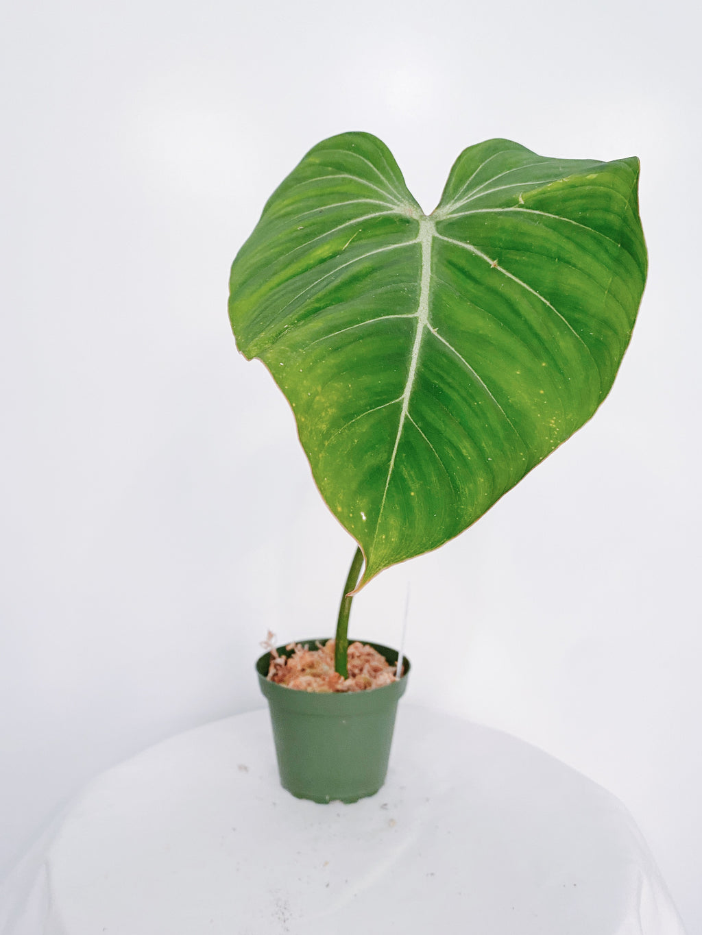 Philodendron Gloriosum