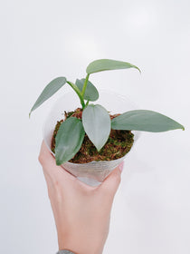 Philodendron Silver Sword