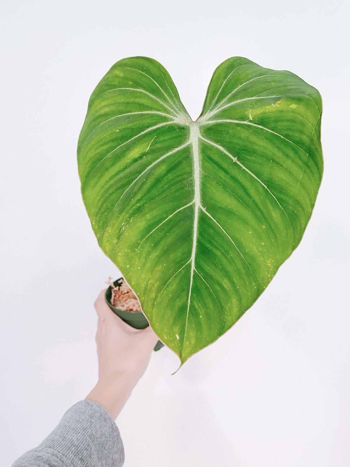 Philodendron Gloriosum Main image