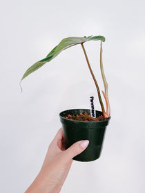 Philodendron Plowmanii