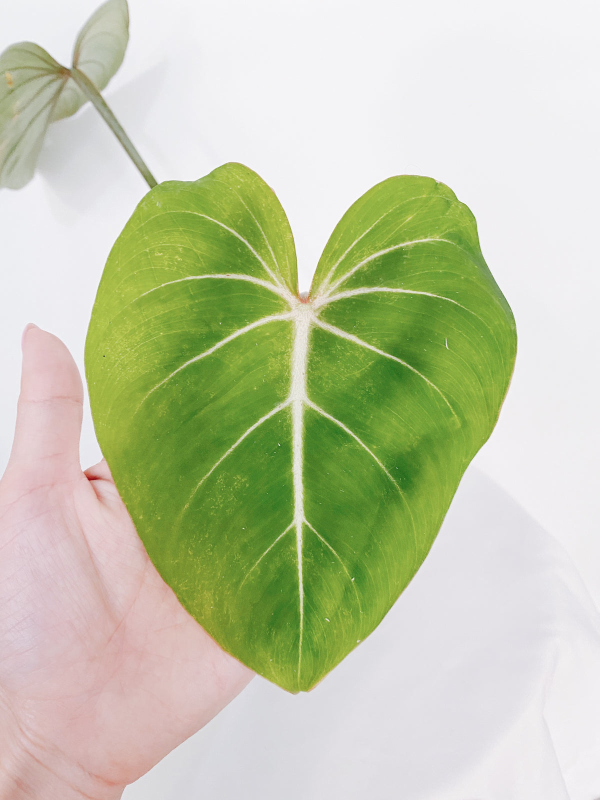Philodendron Gloriosum Main image