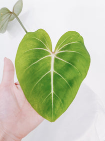 Philodendron Gloriosum